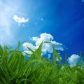 Grass and blue sky Royalty Free Stock Photo