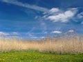 Grass and blue sky