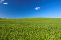 Grass and blue sky