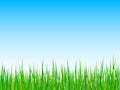 Grass On A Blue Sky Background. Vector
