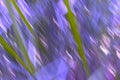 Grass blur lines with purples and pinks