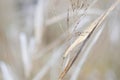 Grass blurred background.