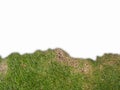 The grass on the bottom edge of the frame, isolated backgorund. Royalty Free Stock Photo