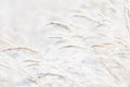 Grass branches frozen in the ice. Frozen grass branch in winter. Branch covered with snow. Royalty Free Stock Photo