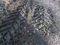 Fresh tire tracks in the soft mud