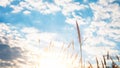 Grass in the bright sky sunsrise. Royalty Free Stock Photo