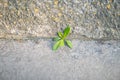 Grass broke through the crack in the pavement. Power of nature Royalty Free Stock Photo