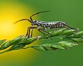 Grass bug, Miridae Leptopterna dolabrata Royalty Free Stock Photo