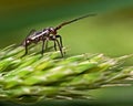 Grass bug, Miridae Leptopterna dolabrata Royalty Free Stock Photo