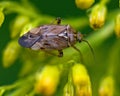 Grass bug, Miridae Lygus gemellatus Royalty Free Stock Photo