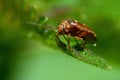 Grass bug, Miridae Lygus pratensis Royalty Free Stock Photo