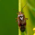 Grass bug, Miridae Lygus pratensis Royalty Free Stock Photo
