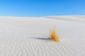 A grass bunch isolated against a white sand dune Royalty Free Stock Photo