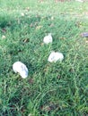 Grass bunnies mingle together lusaka