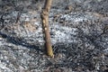 Grass burning damage on the fruit tree. Burning grass releases more nitrogen pollution than burning wood