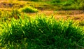 Grass bush backlit by setting sun Royalty Free Stock Photo