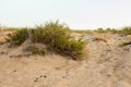 Grass bushes and bushes on the sand at sunset