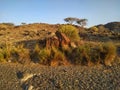 Grass bushes in Wadi Alkhodh Muscat, sultanate of Oman