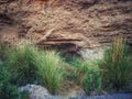 Grass bushes in Wadi Alkhodh Muscat, sultanate of Oman