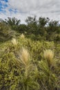 Grass Calden forest landscape, La Pampa province,