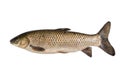 Grass carp Royalty Free Stock Photo