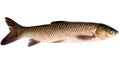 Grass carp or white amur