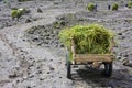Grass Carts at Mount Merapi, Indonesia Royalty Free Stock Photo