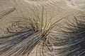 Grass casting shadows on the sand dunes of the Pacific coast near Lakeside, Oregon, USA Royalty Free Stock Photo