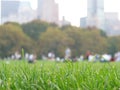 Grass in Central Park Royalty Free Stock Photo