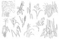 Grass Cereal Corn Rice Sugar Cane Plants Vector Outline