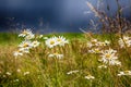 Grass and chamomile meadow in front of strong thunderstorm Royalty Free Stock Photo