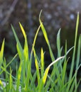 grass and chlorophyll from photosynthesis from sun, water and air