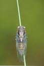 Grass cicada