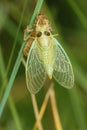 Grass cicada