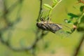 Grass cicada Royalty Free Stock Photo