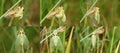 Grass cicada emergence