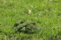 Grass clippings A stack of grass clippings in sunshine Royalty Free Stock Photo