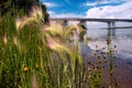 Grass close-up on the background of the river Angara and the bridge. Royalty Free Stock Photo