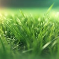 Grass close up with blurred grass around