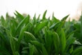 Grass close up.