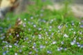 Grass close-up in green lawn, blured background, fresh texture Royalty Free Stock Photo