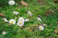 Grass close-up in green lawn, blured background, fresh texture Royalty Free Stock Photo