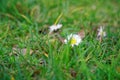 Grass close-up in green lawn, blured background, fresh texture Royalty Free Stock Photo