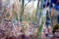 Grass Royalty Free Stock Photo