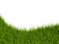 Grass closeup Royalty Free Stock Photo