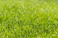 Grass Closeup with Dew Drops, with Shallow Focus.