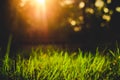 Grass closeup in the evening vintage style Royalty Free Stock Photo