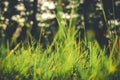 Grass closeup in the evening vintage style Royalty Free Stock Photo