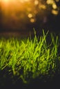 Grass closeup in the evening vintage style Royalty Free Stock Photo