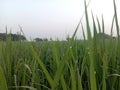 Grass Closeup Landscape Field In The Village
